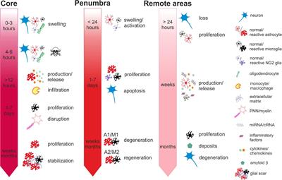 Out of the core: the impact of focal ischemia in regions beyond the penumbra